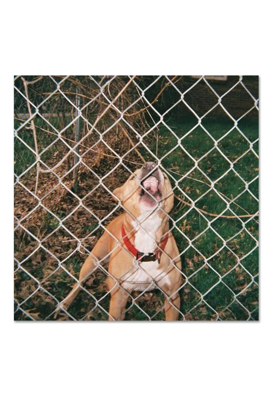 Knocked Loose - Pop Culture Ltd. Beer/Bone w/ Evergreen - Splattered Vinyl | Neutral-Image
