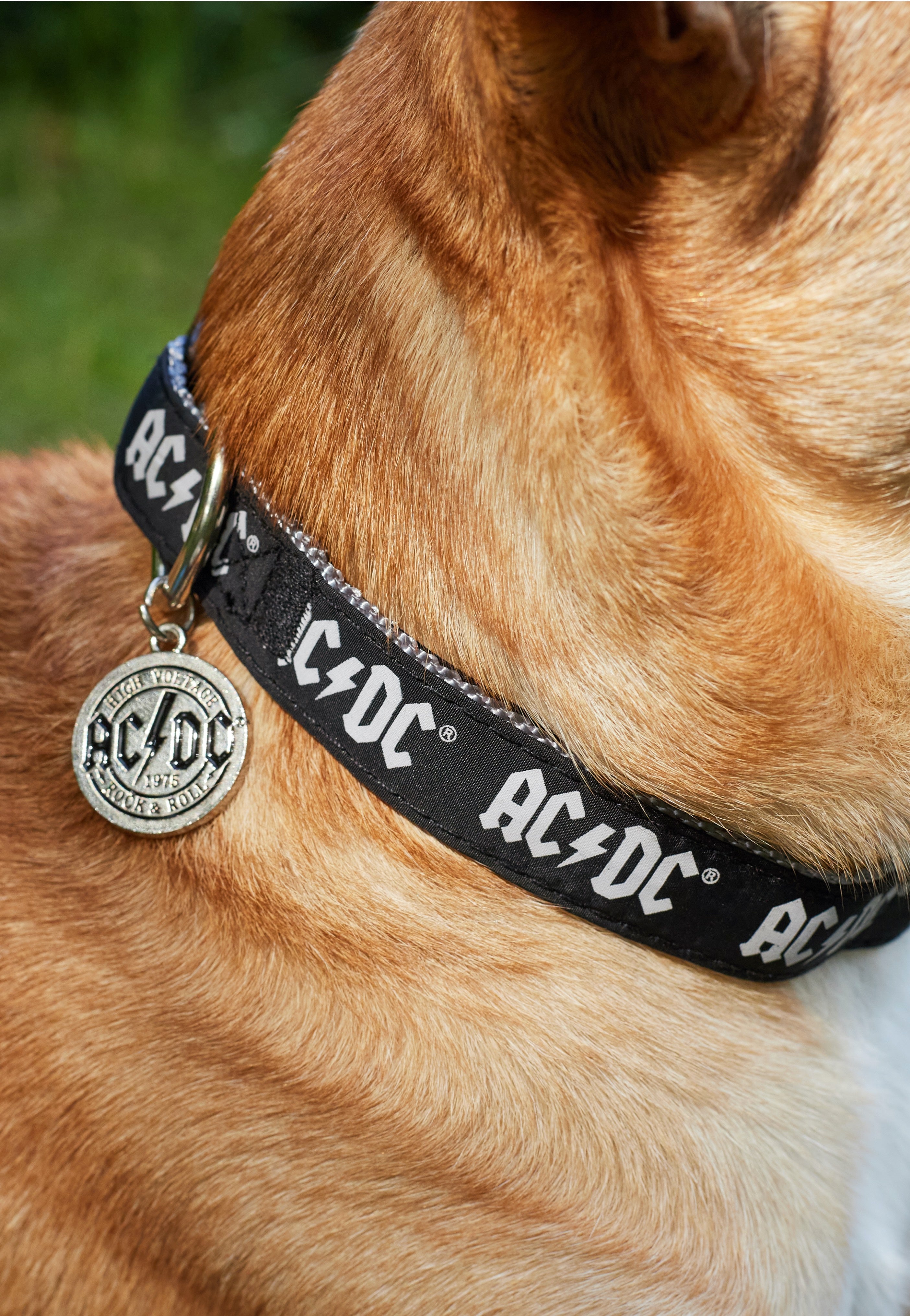 AC/DC - AC/DC - Dog Collar | Impericon